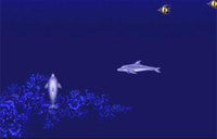 Ecco the Dolphin