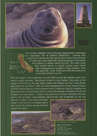 Elephant Seals Of Piedras Blancas