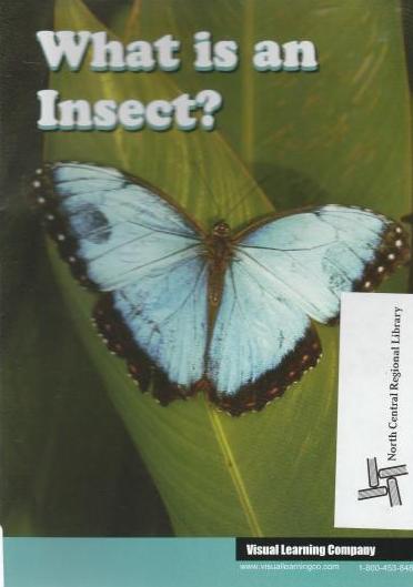 What Is An Insect?