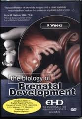 The Biology Of Prenatal Development: 9 Weeks