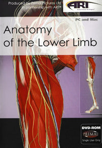 Anatomy Of The Lower Limb