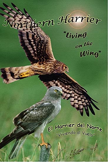 Northern Harrier: Living On The Wing